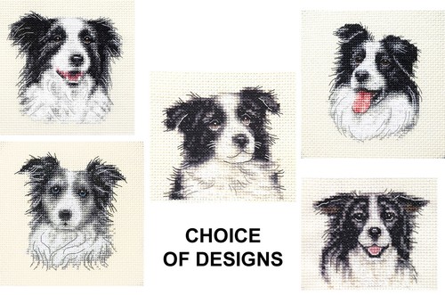 Border collie dog - puppy,