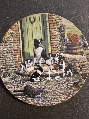 Border collie plate puppies - border,