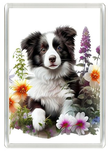 Border collie puppy - collie, dog