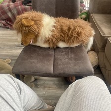 Rough longhaired Collie Dog