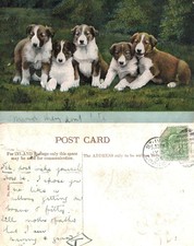 Vintage Postcard - Five Collie