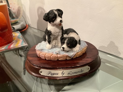 Border collie sheepdog puppies - collie,
