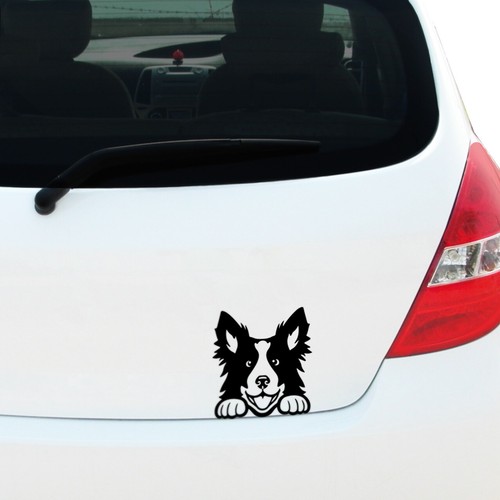 Peeking border collie decal - border,