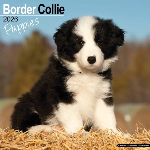 Border collie puppies - puppies, calendar