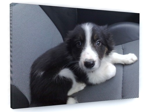 Border collie puppy animal - puppy,