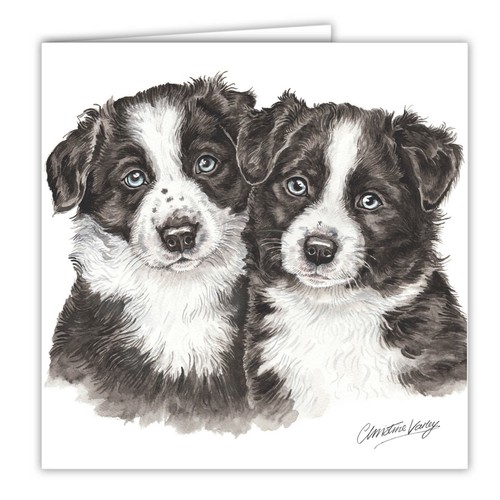 Border collie puppies - border,