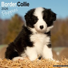 Border Collie Puppies Calendar