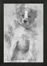 Border Collie puppy sittin