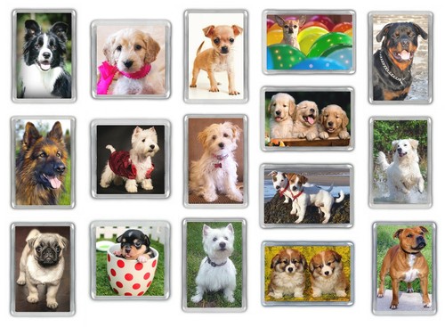 Dog fridge magnets - dog, staffy