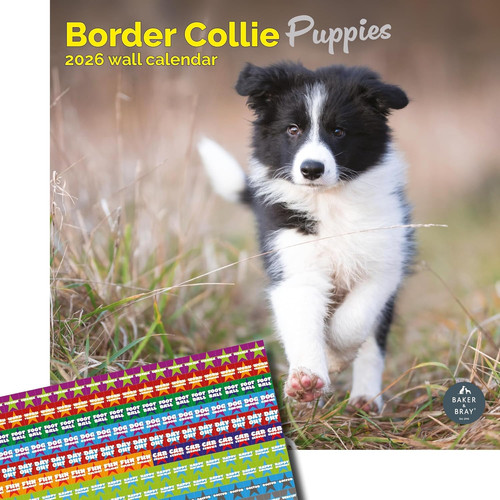 Border collie puppies calendar - border,