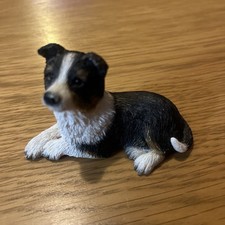 Border Collie Puppy Fraser