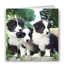 Border Collie Puppies Greeting