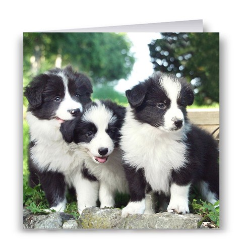 Border collie puppies greeting - puppies,