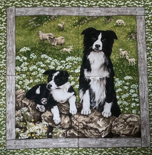 Rare collie dog and - dog, puppy