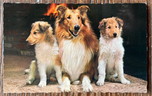 Vintage dog postcard collie - -,