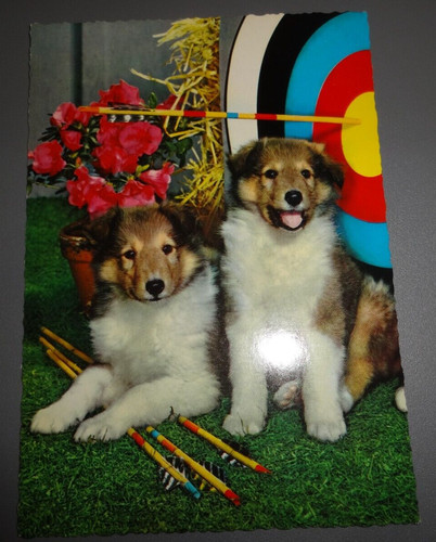 Collie puppies vintage - collie,