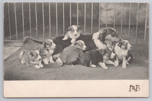 Rough collie dog - with, litter