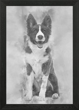 Border Collie puppy 5 mont