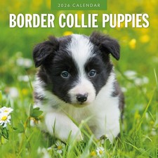 Border Collie Puppies 2026
