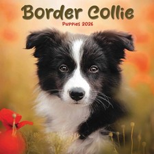 Border Collie Puppies Mini