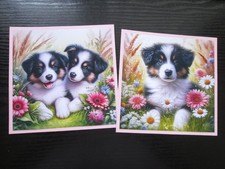 EXCLUSIVE  2  x BORDER COLLIE