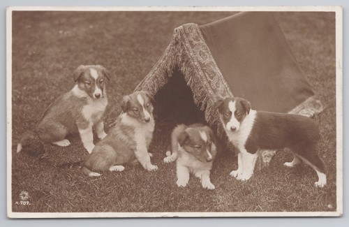 Rppc four collie puppies tent - rppc,