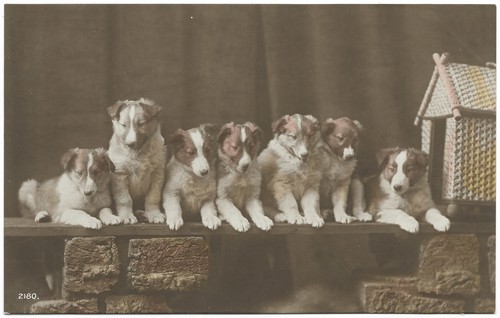 Collie puppies few - few, noise