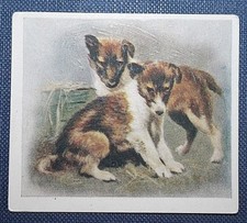 COLLIE PUPPIES   Vintage 1936