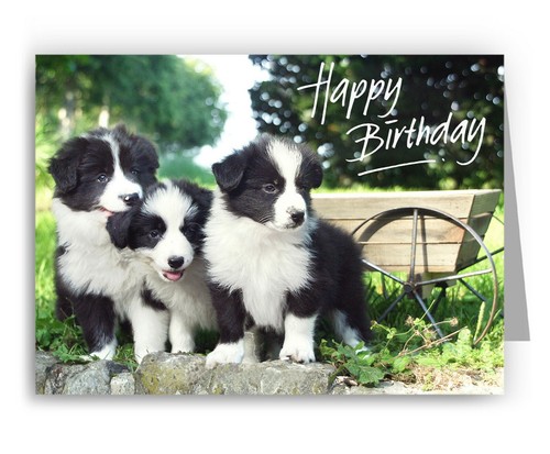 Border collie puppies birthday - puppies,